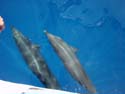 tdolphins.jpg (8188 bytes)