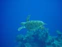 tgood_turtle.jpg (6809 bytes)