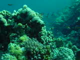 Click to see reefscene1.jpg