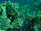 Click to see reefscene2.jpg