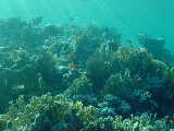 Click to see reeftop.jpg