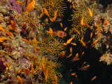 Click to see aquariumscene.jpg
