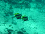 Click to see bannerfish.jpg
