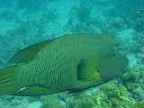 Click to see bigassewrasse.jpg
