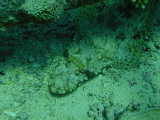 Click to see croc.jpg