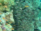 Click to see glassfish.jpg