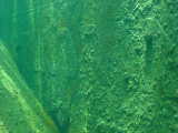 Click to see kormoran.jpg