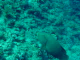 Click to see napoleanwrasse.jpg