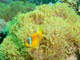 Click to see nemo.jpg