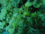 Click to see nudi2.JPG