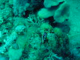 Click to see nudi3.JPG