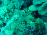 Click to see nudi4.JPG