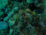 Click to see nudi5.JPG