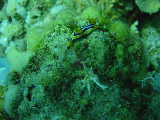 Click to see nudi.JPG