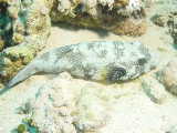 Click to see puffer.jpg
