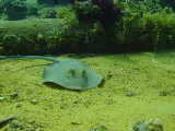 Click to see rayspot.jpg