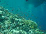 Click to see reefboat.jpg