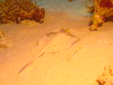 Click to see sandray.jpg