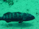 Click to see spottedgrouper.jpg