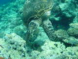 Click to see turtle.jpg