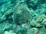 Click to see turtlechow.jpg