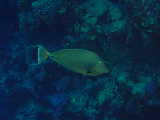 Click to see unicornsurgeonfish.jpg