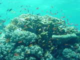 Click to see coralscene.JPG