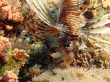 Click to see lionfish2.JPG