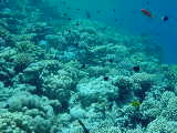 Click to see aquarium.jpg
