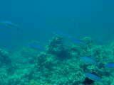 Click to see blue_trav.jpg