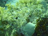 Click to see broccoligarden.jpg