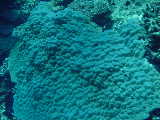 Click to see cottoncandy.jpg