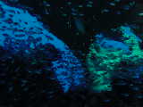 Click to see glassfish.jpg