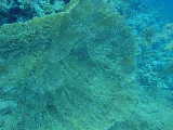 Click to see gorgon.jpg