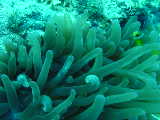 Click to see litllenemo.jpg