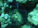Click to see moray.jpg
