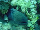 Click to see mrmoray.jpg