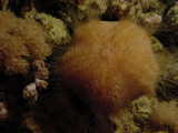 Click to see muffin.jpg
