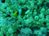 Click to see nemo1.jpg