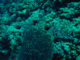 Click to see turtle.jpg
