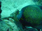 Click to see frenchturtle.jpg
