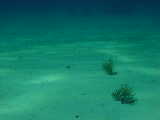 Click to see gardeneels.jpg