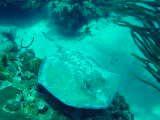 Click to see ray.jpg