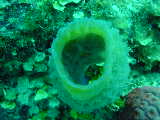 Click to see vasesponge.jpg