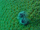 Click to see 2worms.jpg