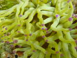 Click to see anemone3.jpg