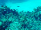 Click to see aquarium.jpg