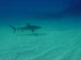 Click to see cruising.jpg