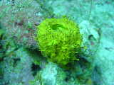 Click to see fuzzysponge.jpg