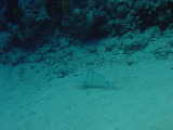 Click to see grouper2.jpg
